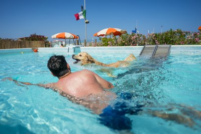 Pet-friendly Tourism Companies and Estate Agencies