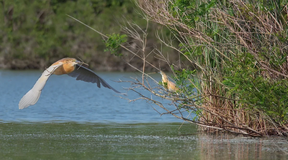 Vallette di Ostellato