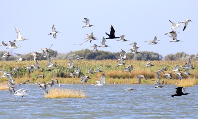 Gorino Natural Oasis