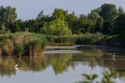 Valli di Argenta - Oasi di Campotto - Po Delta Park