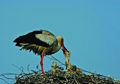 Itinerario verde da Portomaggiore alle Anse Valli di Bando