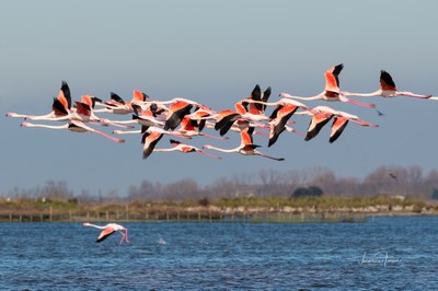 Un itinerario dedicato all'osservazione dell'avifauna