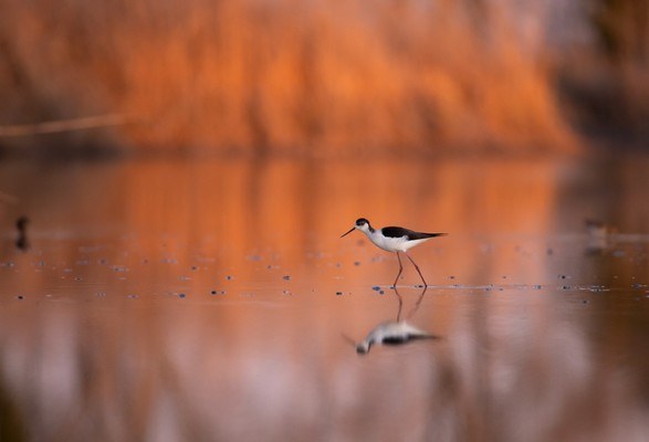 Anse vallive di Porto e Bacino di Bando