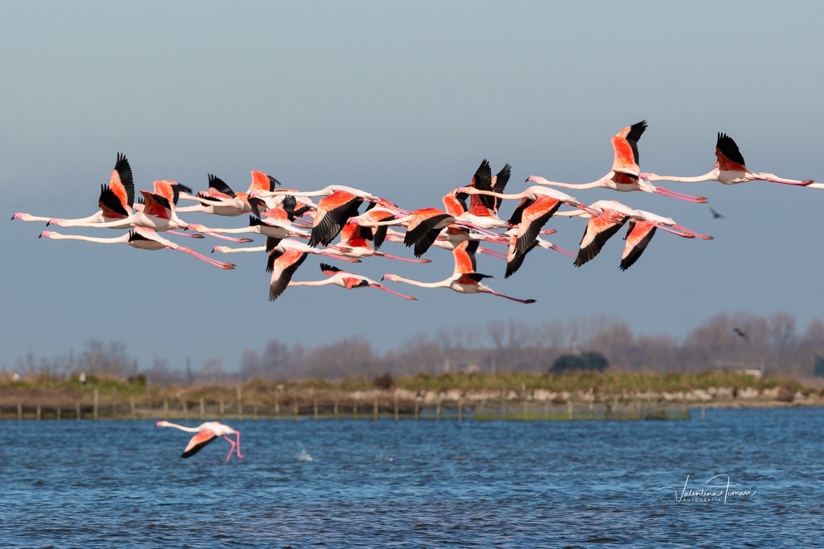 Valli e Saline di Comacchio