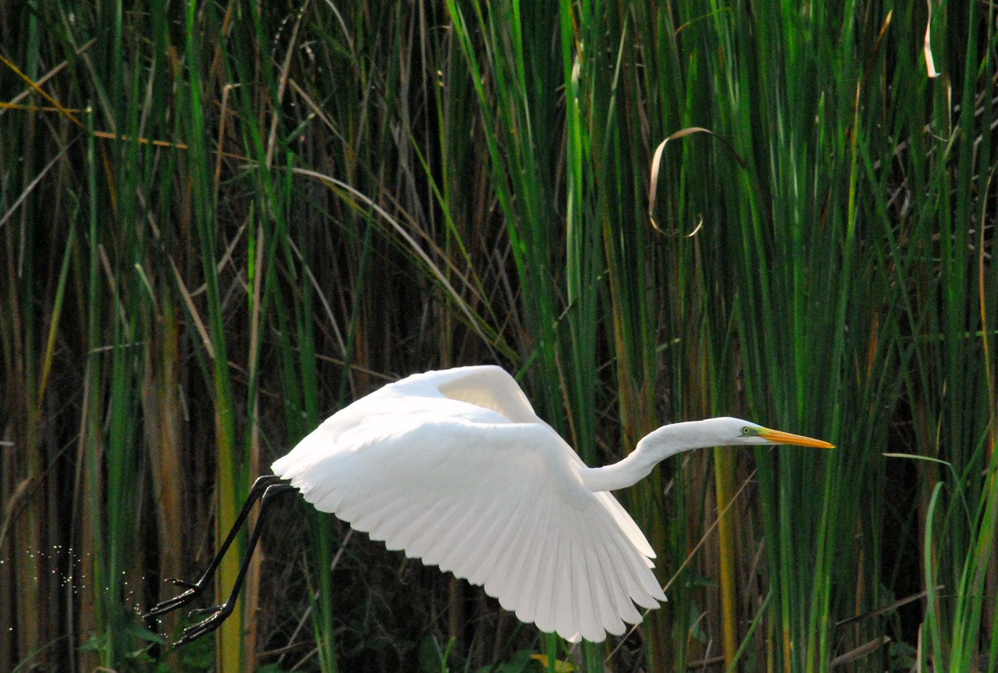 Airone Bianco Maggiore - Massimiliano Costa